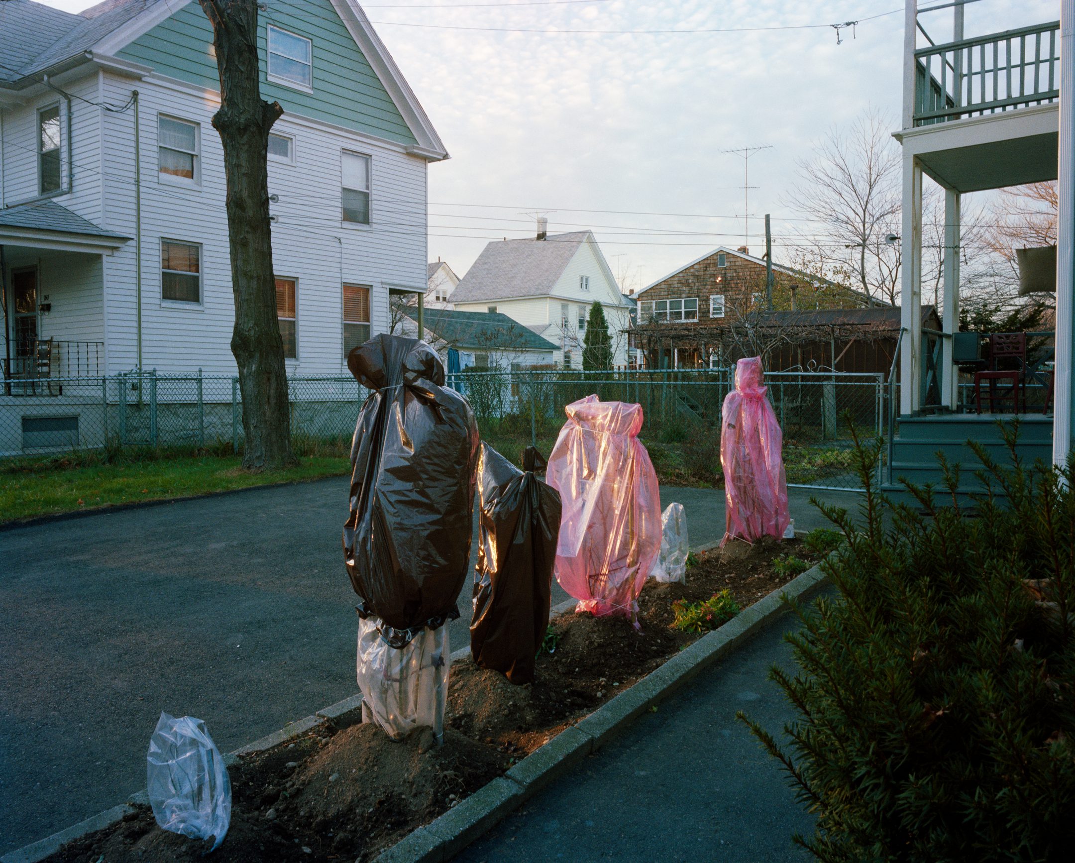 Paul D'Amato - Covered Roses, West Haven, CT 1985